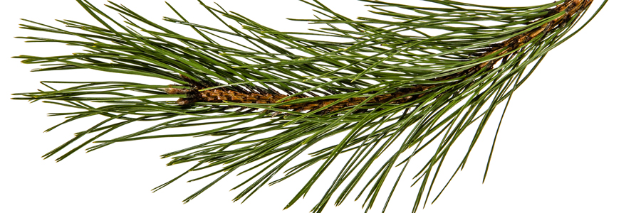 Tree Pine